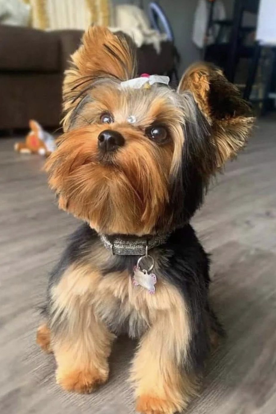 At What Age Is A Yorkie Full Grown