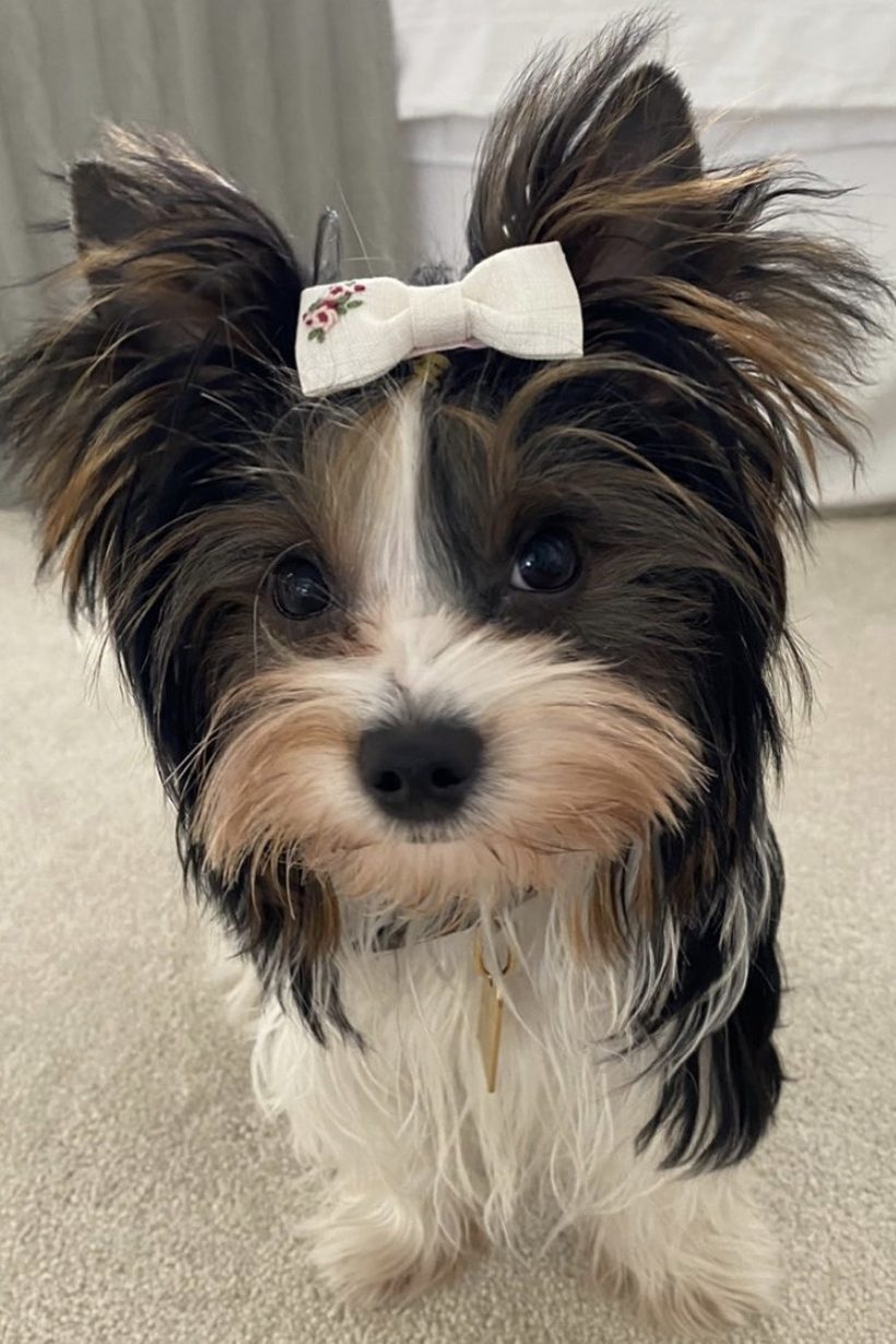 white yorkie with black spots
