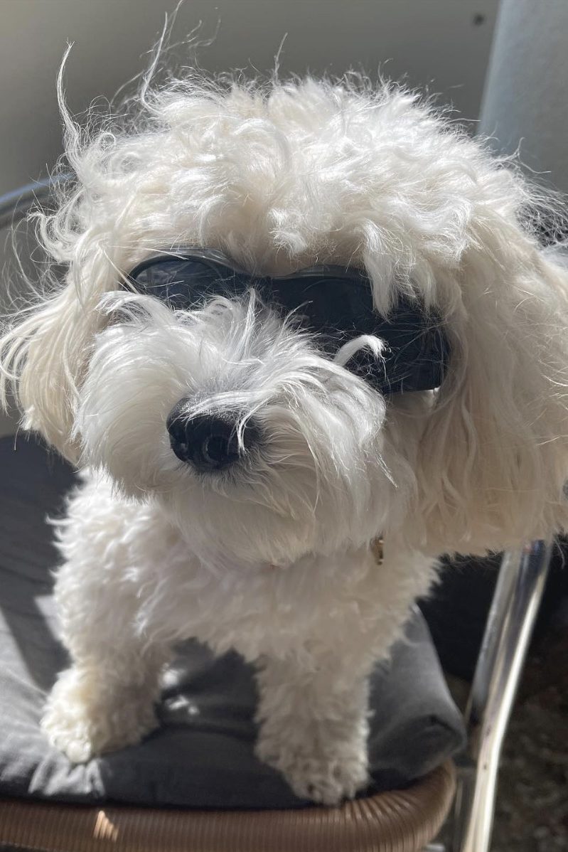 white maltipoo wearing sunglasses
