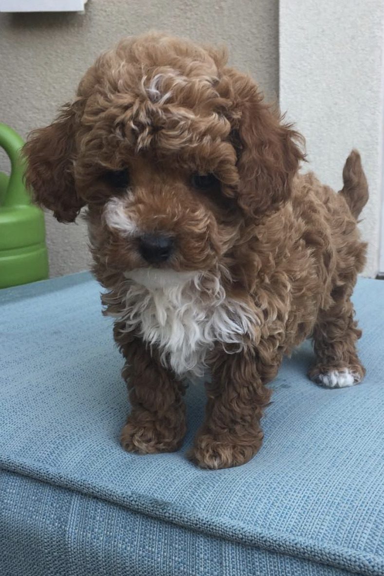 red and white maltipoo
