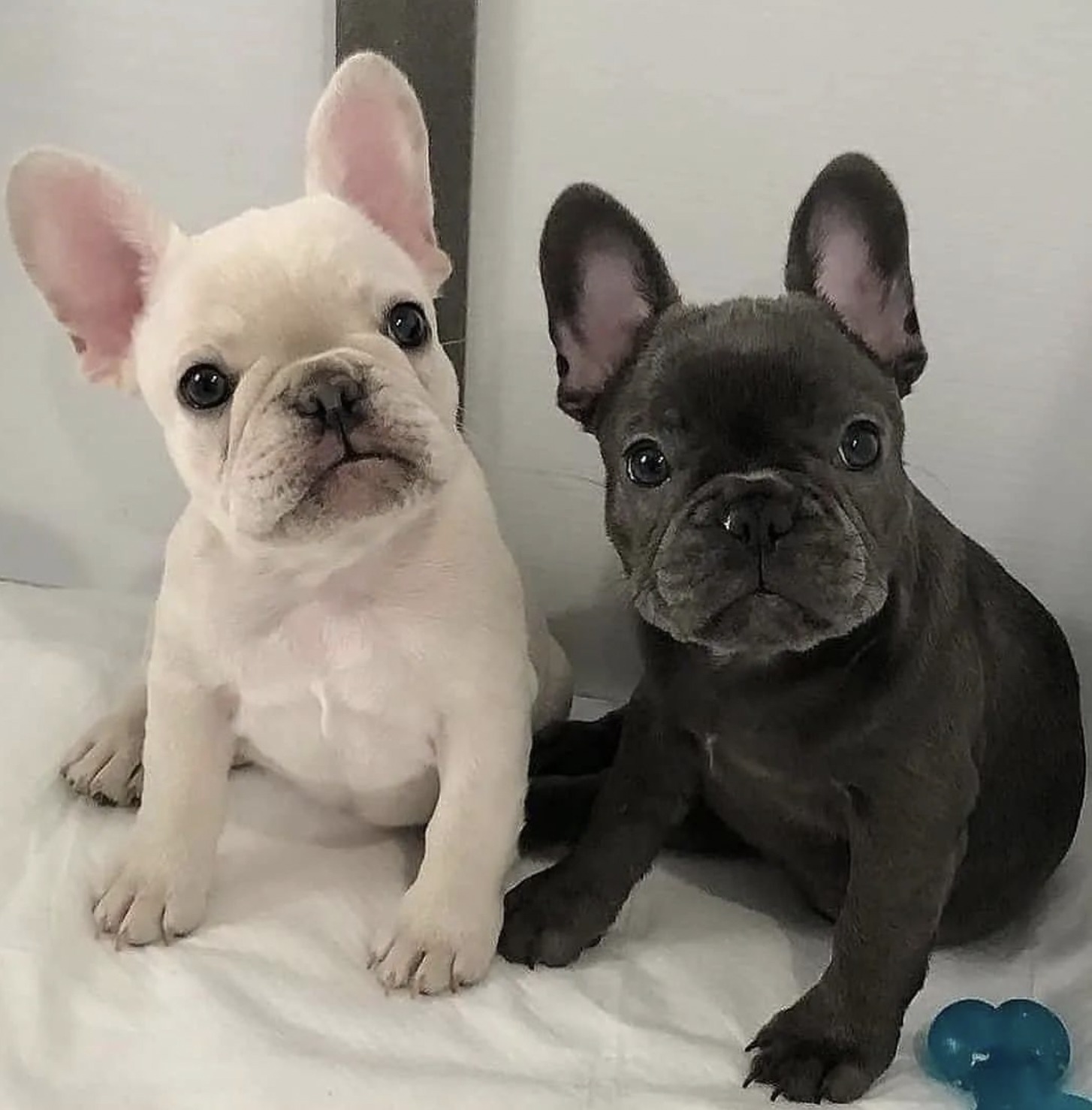 French Bulldog Size Guide (Micro, Teacup, Toy, Mini & Standard)