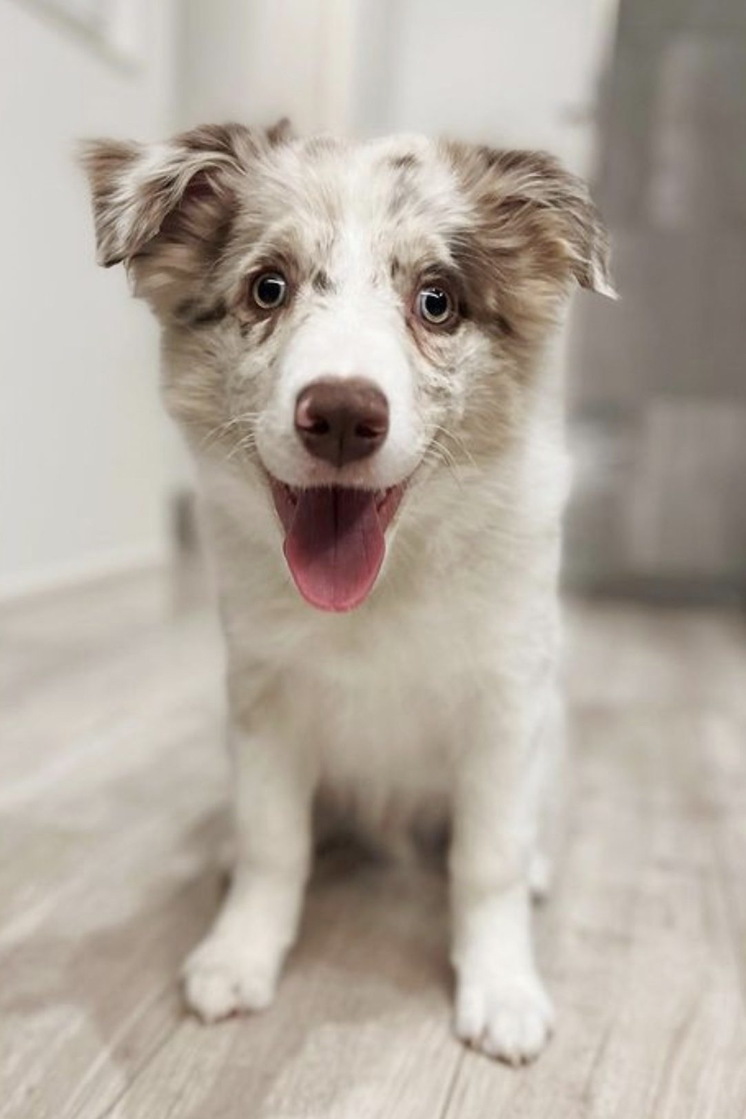 lilac merle border collie
