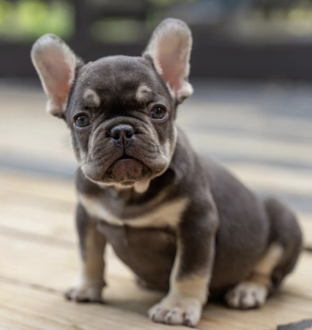 Teacup French Bulldog - The Truth About This Mini Breed.