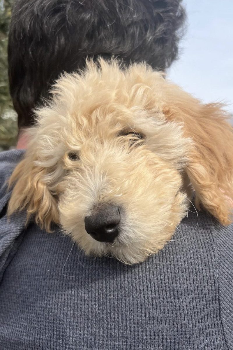 F2b Goldendoodle Guide: Price, Size, Shedding & More!