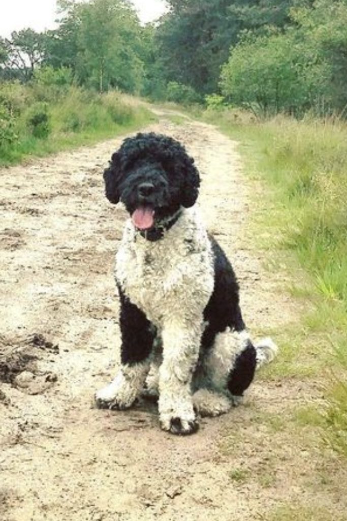 black and white labradoodle
