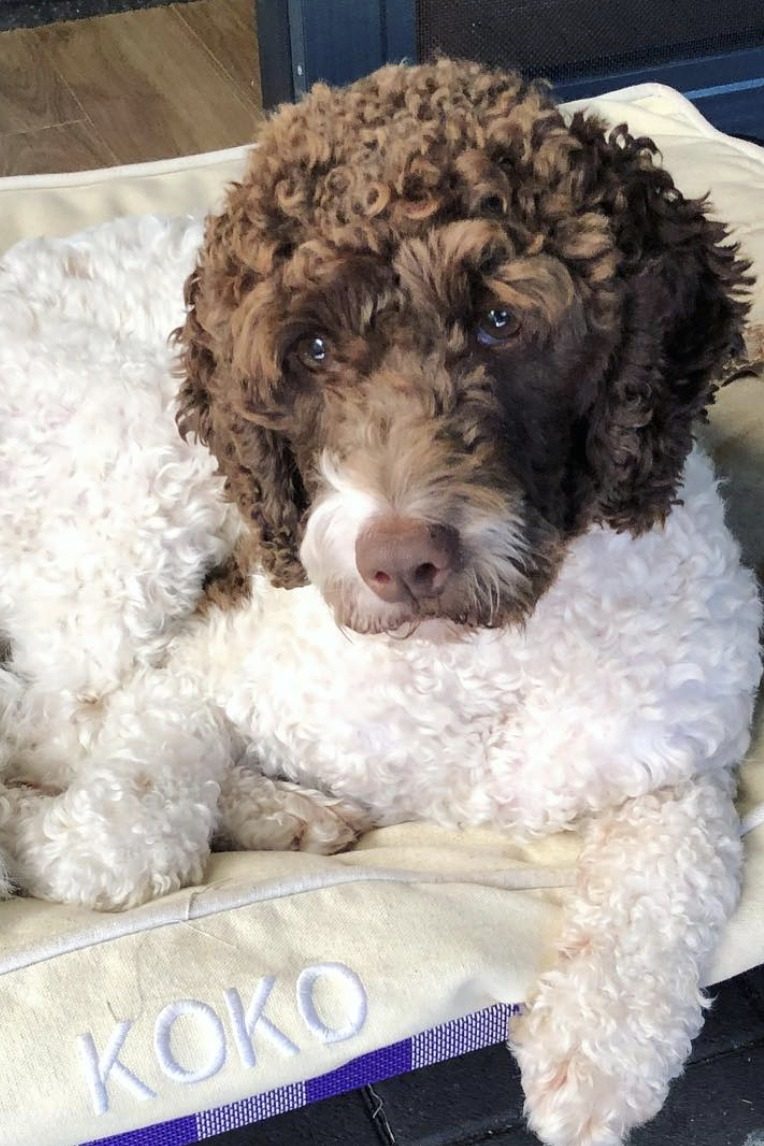 brown and white labradoodle
