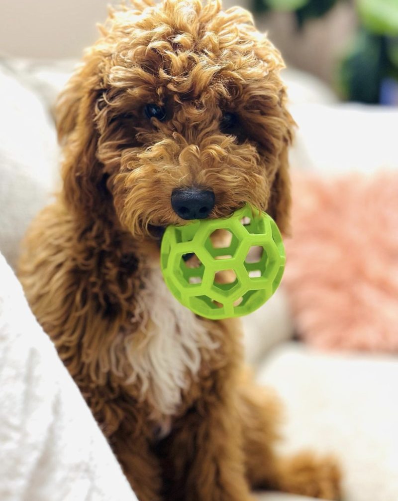 Top 13 Goldendoodle Breeders California Puppies For Sale!