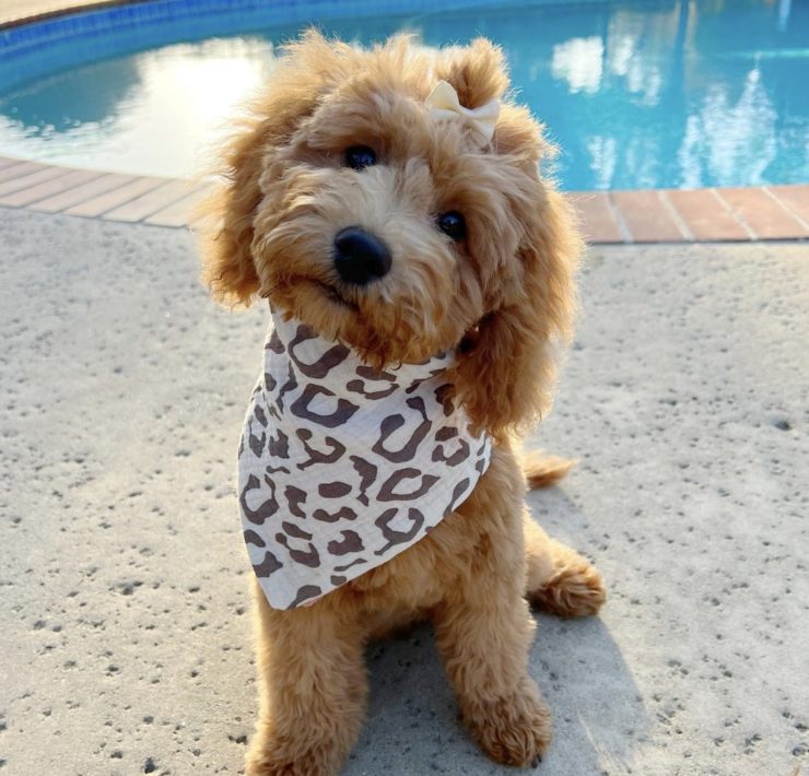 mini goldendoodle breeders