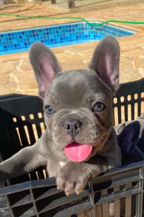 blue frenchie with gray eyes