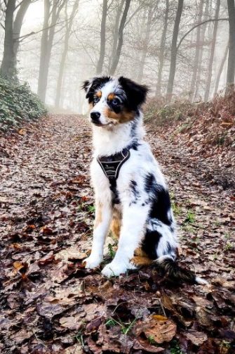 mini aussie