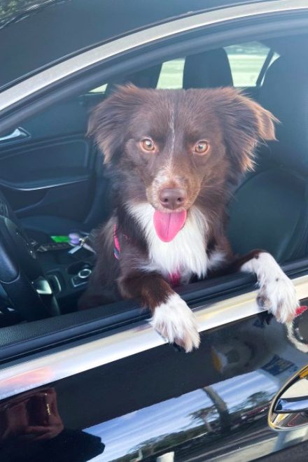 mini australian shepherd in a  car