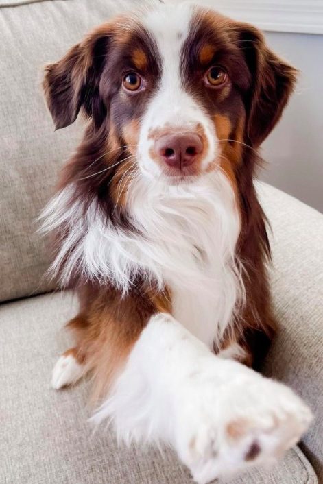 mini australian shepherd