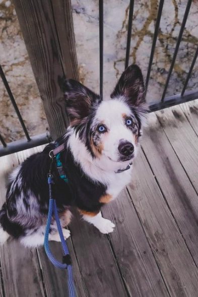 blue merle mini australian shepherd