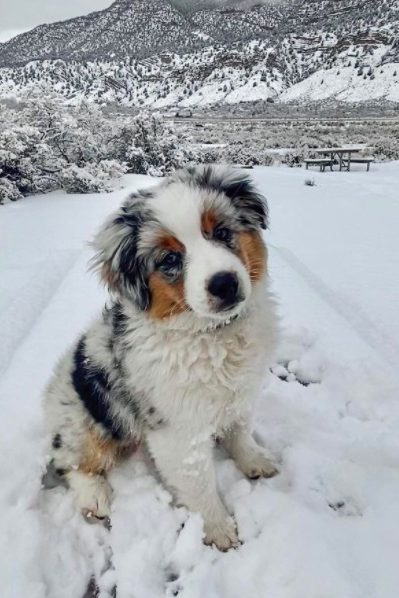 Mini australian shepherd in the snow