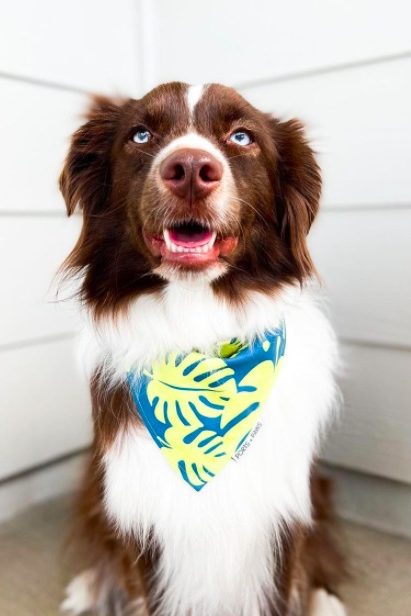 brown and white mini australian shepherd
