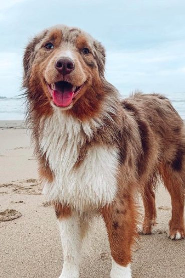 mini australian shepherd at the beach
