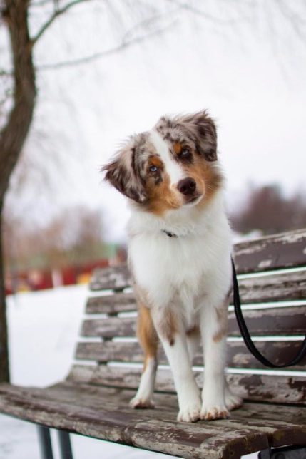 mini australian shepherd on a park bench