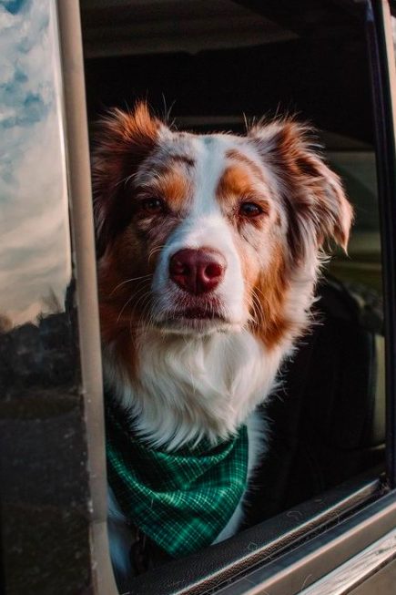 merle australian shepherd