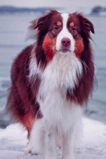 red tri australian shepherd