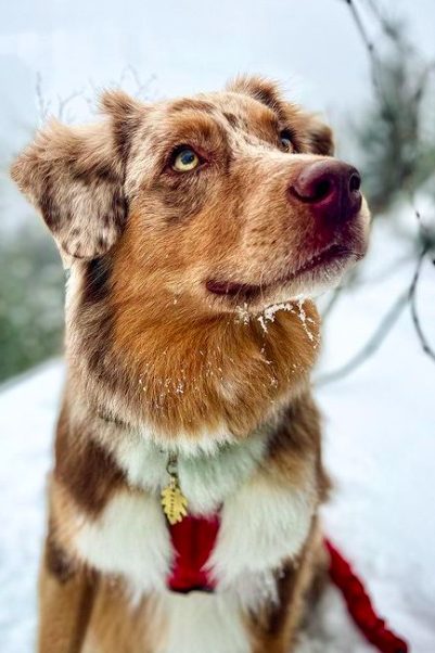 Red Merle Australian Shepherd In The Snow