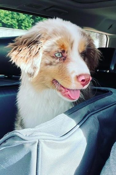Red Merle Australian Shepherd In The Car