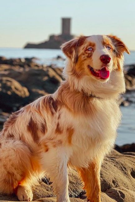 red merle australian shepherd