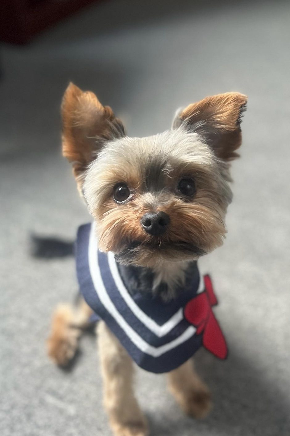 Are Yorkies Hard To Potty Train
