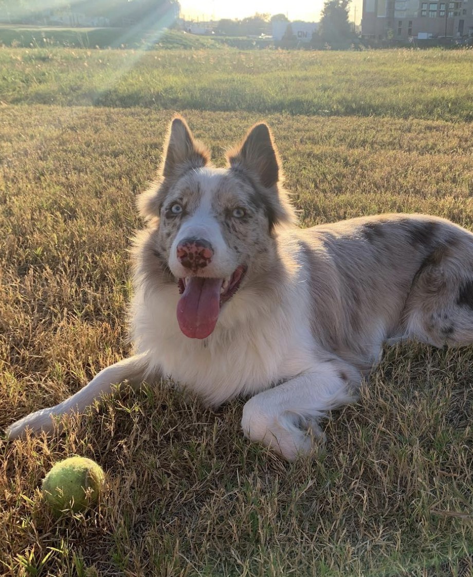 tempereret Perfervid kone Red Merle Border Collie: Info, Pictures, Facts & More! | PupTraveller