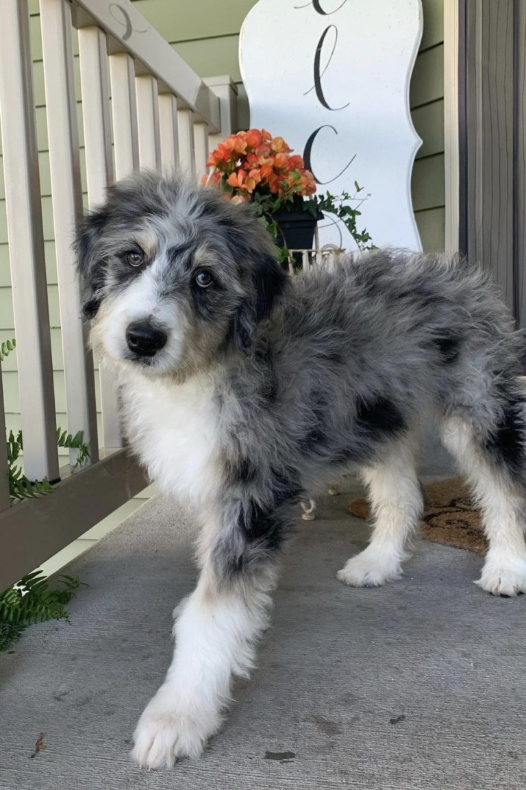 Australian Shepherd Poodle Mix (Ultimate Aussiedoodle Guide)