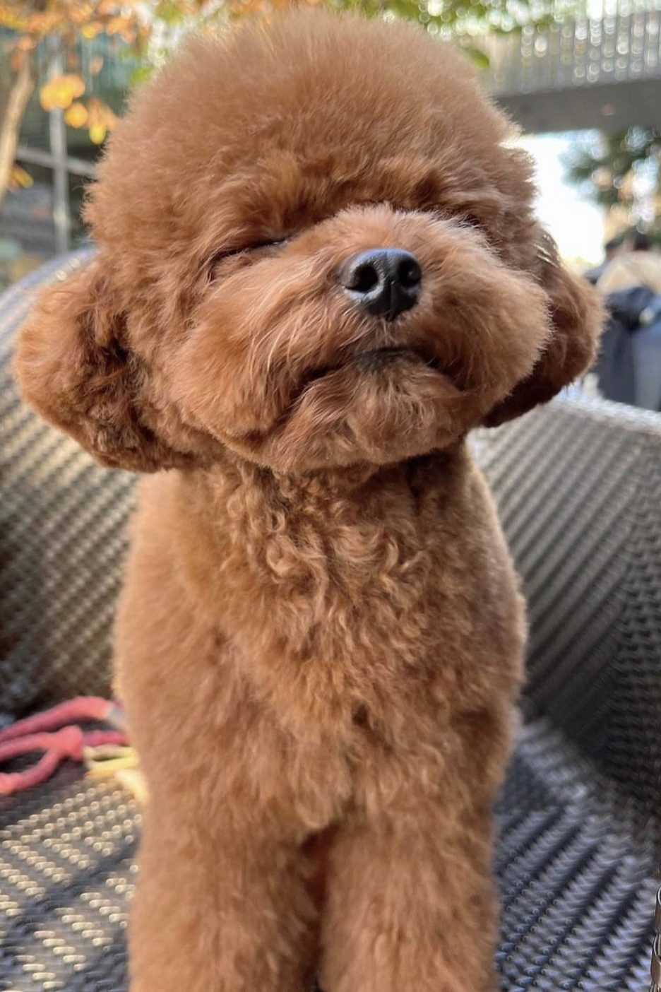 toy poodle full grown
