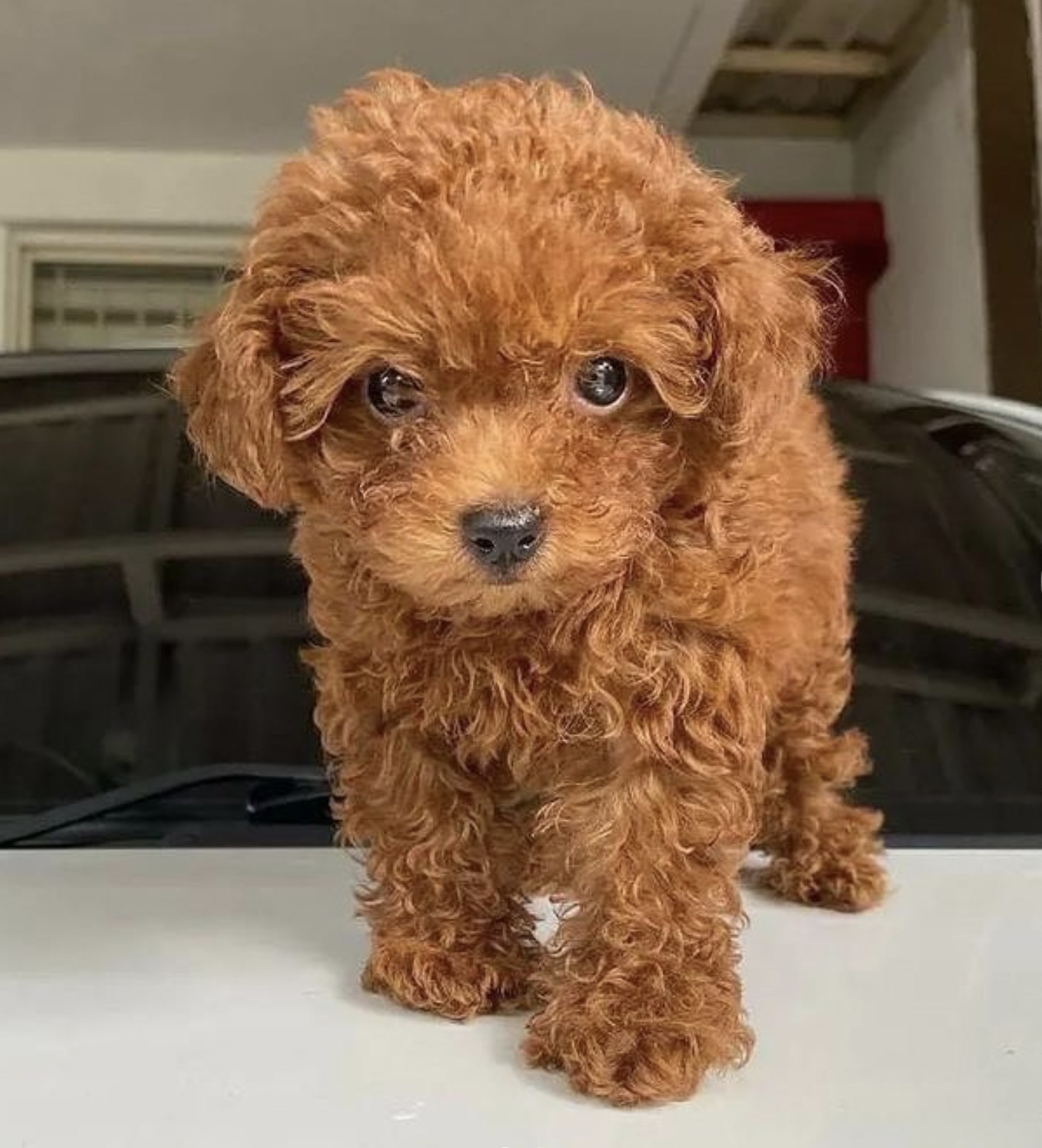 Teacup Poodle Full Grown Size
