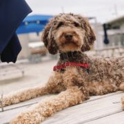 phantom goldendoodle