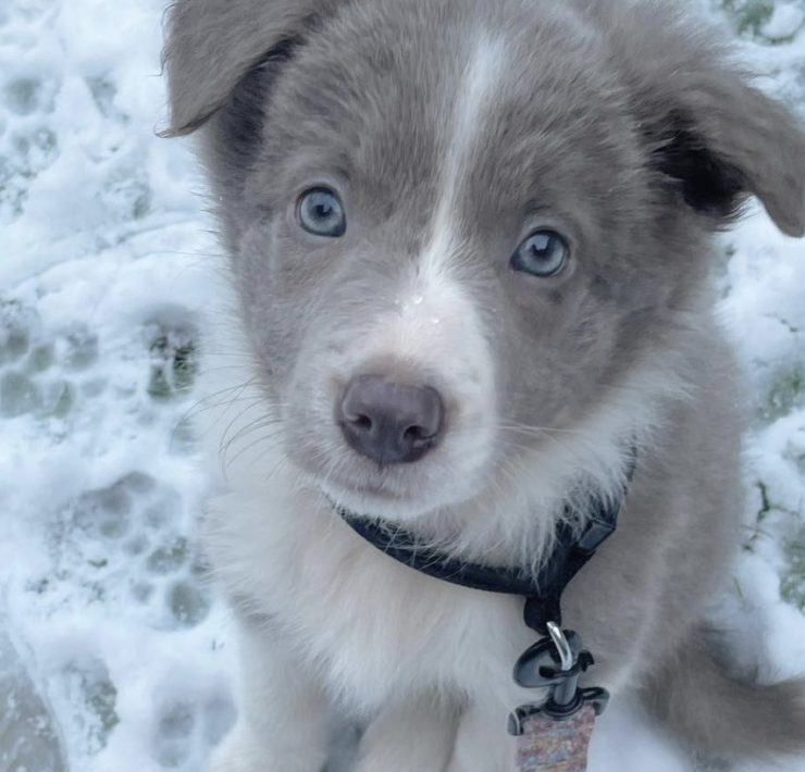 lilac border collie puppy
