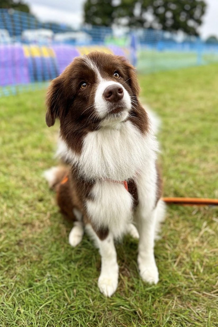 red and white border collie
