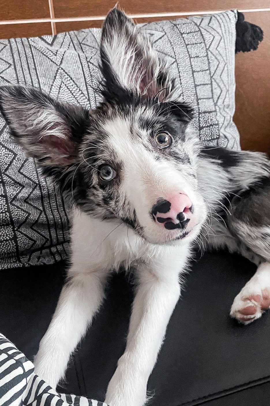 blue merle border collie / grey and white border collie