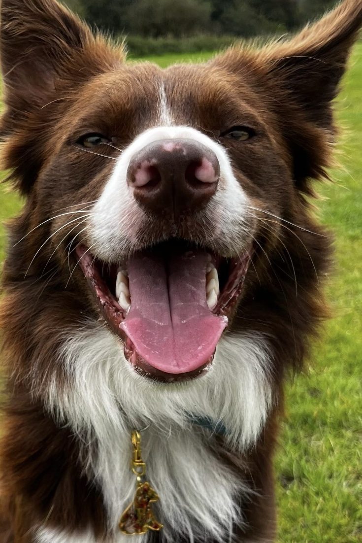 red border collie
