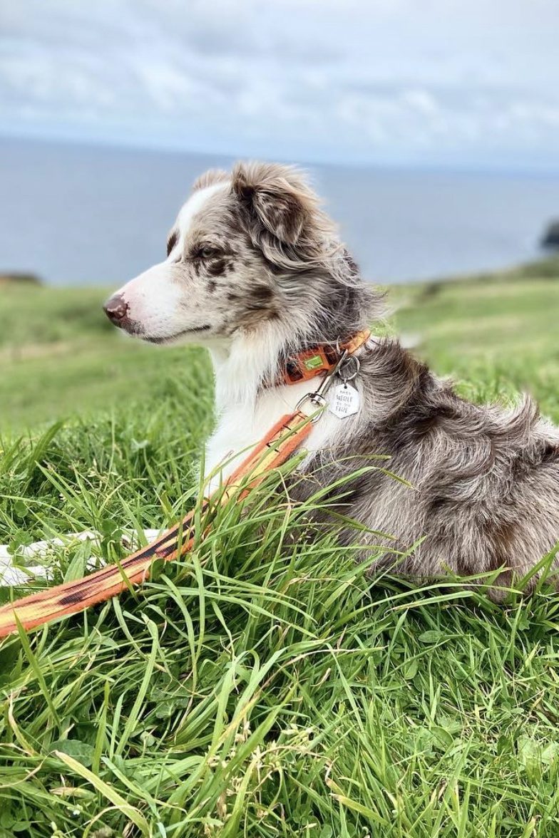 red merle border collie
