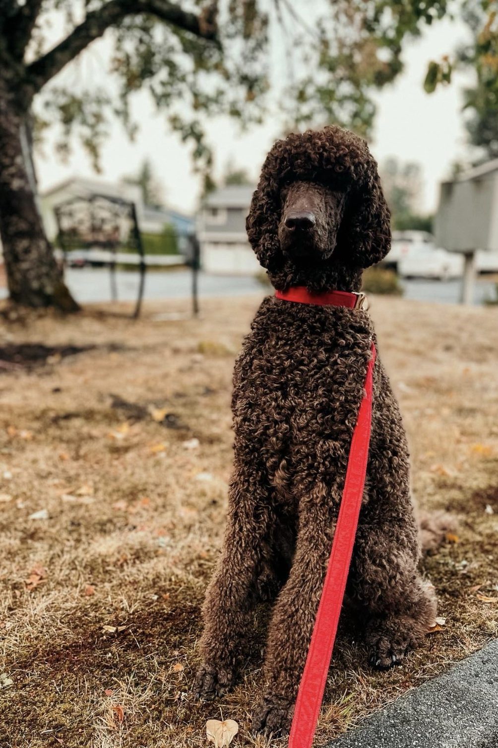 chocolate poodle
