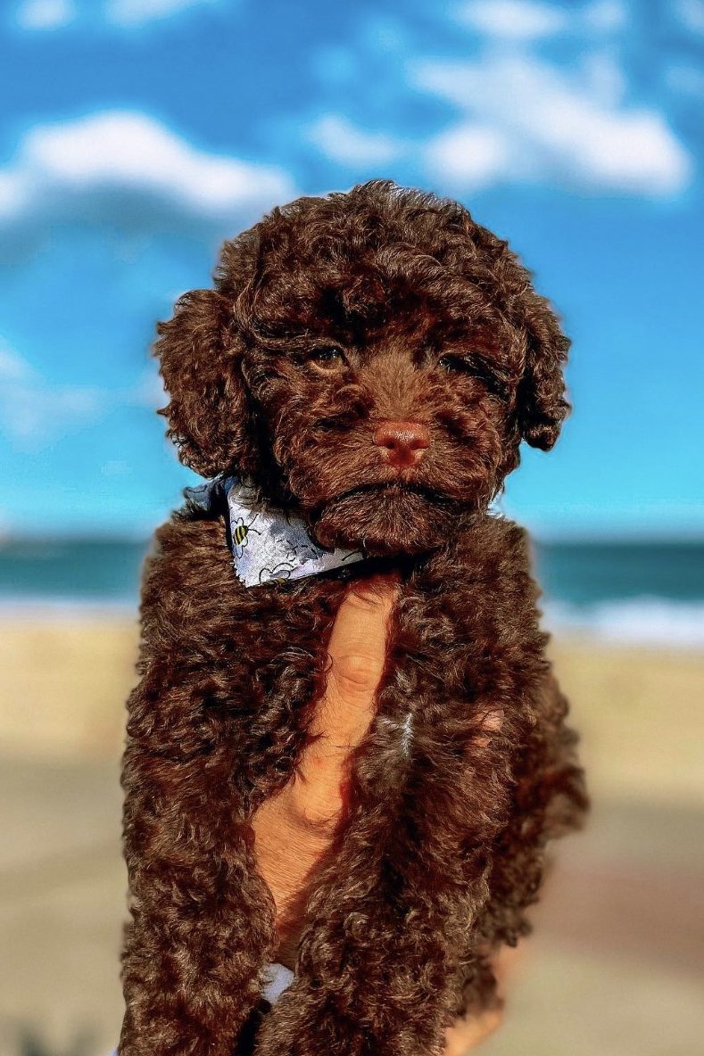 chocolate toy poodle
