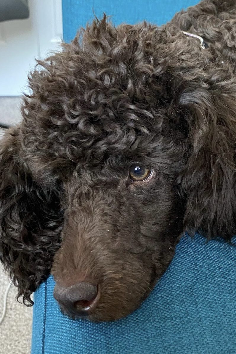 chocolate poodle
